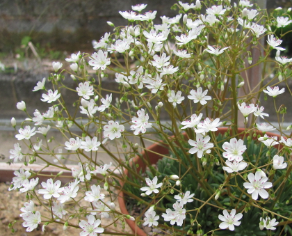 Lewisia columbiana 'Alba' 